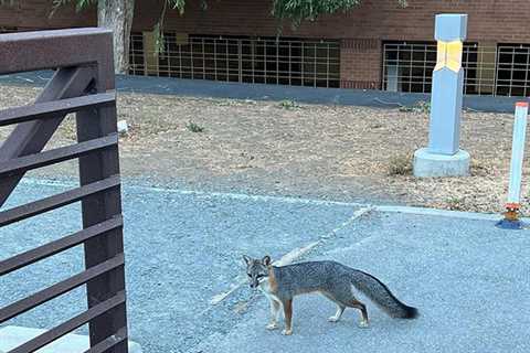 Fox At Google